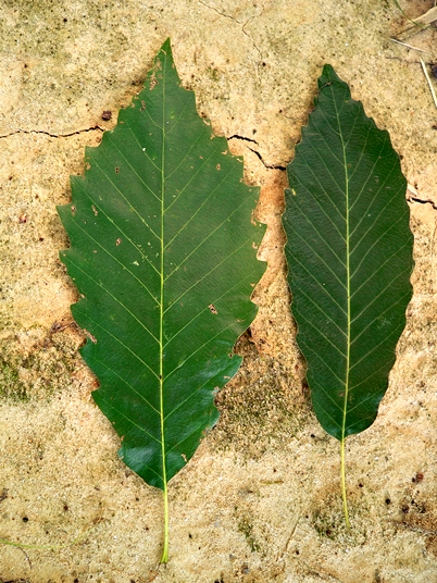 {Quercus muehlenbergii}
